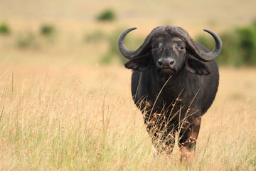 The Buffalo — Strength in Unity