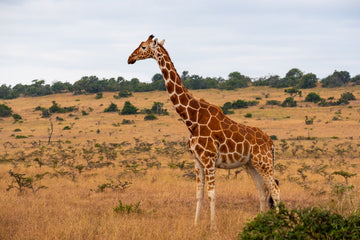 The Giraffe — Standing Above