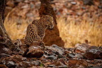 The Leopard — Masters of Silence
