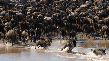 The Wildebeest — The Journey Never Stops