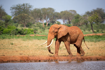 The Elephant — Giants of Wisdom