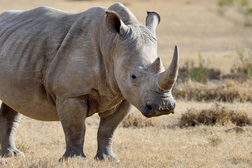 The Rhino — Guardians of Strength